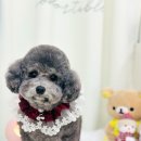 강쥐생각 | [세류동 애견미용] 강쥐생각의 단골 귀요미, 애교만점 ‘포도’의 변신 후기!