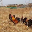 온누리 유정란
