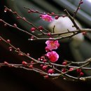 051. 뉴스경남 : 신동환의 풀어 쓴 한자 이야기 - 28. 매화(梅花) 이미지