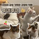 후미후미 | 광안리 고양이 카페 후미후미 데이트코스 추천 힐링 하기 좋은 곳