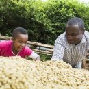 예가체프 이미지