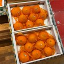 산단가는도로 | 청주 오송2산단 과일 선물 내돈내산 추천, 과일 정원