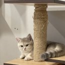 놀면묘하냥 고양이카페 이미지