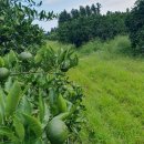 준이농장 이미지