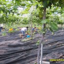 부용초등학교 이미지