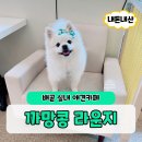 까망콩 | 시흥 배곧 실내 애견 카페 까망콩라운지 찐 후기