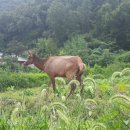 다시면사무소 이미지