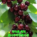 화성-향남-향남 8호 네이버블로그