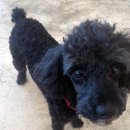 도그파우 이미지