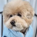 강아지 마법사 골드맘 이미지