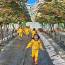 코코농원 이미지