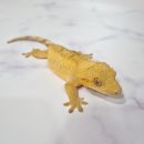 파꼬