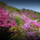 송원사슴 이미지