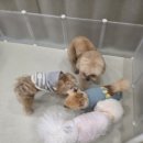 댕동댕 유치원 이미지