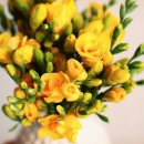 후리지아 이미지