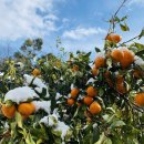 물소낭밧작은집 이미지