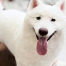 그루밍 멈머 이미지