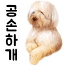 라라펫스튜디오 네이버블로그