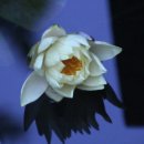 만사목장 이미지