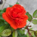 임영웅 티켓............................................... 이미지