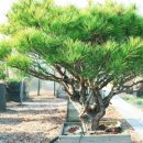 금송목재 이미지