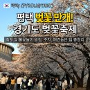 쏭s푸드 | 평택대 벚꽃축제 주차 일정 불꽃놀이 애견동반 먹거리 후기