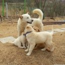 명견 이미지
