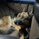 개두방정 이미지