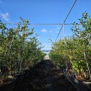 [블루베리키우기 A to Z] 가을철 블루베리 물관리 이미지