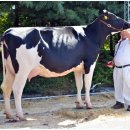 왕흥목장 이미지