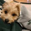 에떼 | 강아지 옷 브랜드 추천 메종에떼 강아지옷 후드 그래픽 판초 후기