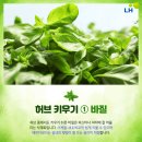 애플민트 - 안양시 동안구 호성로 31-5 | 애플민트
