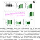 성신동물병원 | 성신여대입구역피부과 필러와 쥬베룩볼륨, &#39;어떻게&#39; 다르고 &#39;누구에게&#39; 필요할까?