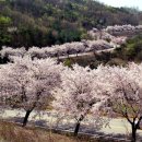 백운면 2048 | 제천 청풍호 벚꽃 명소와 현지 맛집 완벽 가이드 2026