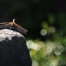 고추잠자리 이미지