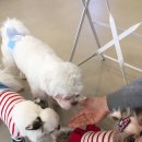 도니바니 이미지