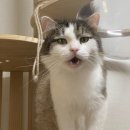 서래안 펫타운 이미지