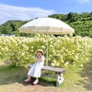 UR(원주시)-[송정로]-하-3 | 원주 카페 대형 수국 정원 모멘도르 사진맛집