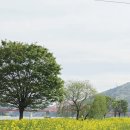 북평둔치(파크골프장 앞) | 광양 다압 유채꽃밭｜지금 개화 현황