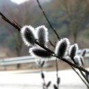 버들강아지 이미지