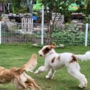 다산 애견훈련소 | 남양주에서 만난 애견카페왕 애견유치원애견호텔 공간 경험 이야기