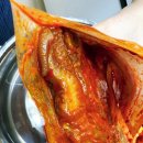 쭈꾸미도사 하오츠 마라쭈꾸미