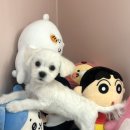 꾸니베어 이미지