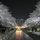 카페언더나인 | 울산 무거천 궁거랑 벚꽃 2026 실시간 개화상태🌸 주차꿀팁+야경후기
