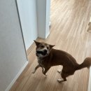 고쳐줄개 이미지