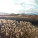 순천만여행 이미지