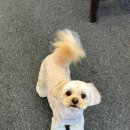 슈블리펫살롱 이미지