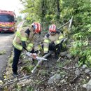 “나무 쓰러지고 신호등 떨어지고” 제주 초속 25m 강풍에 13건 피해 속출 이미지