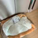 인형랜드 | 💛 다다랜드 애착 바디필로우 거위인형 190cm 사용후기