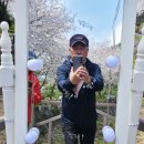 서홍동-3 | 서홍동 추억의 숲길, 웃물교 벚꽃 구경